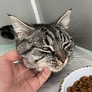 FIP Katerchen Tabs