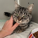 FIP Katerchen Tabs