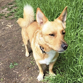 Joschi
