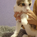 Balu
